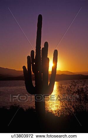 Sunrise shot of Saguaro Cactus View Large Photo Image Stock Image - Sunrise shot of Saguaro Cactus. Fotosearch