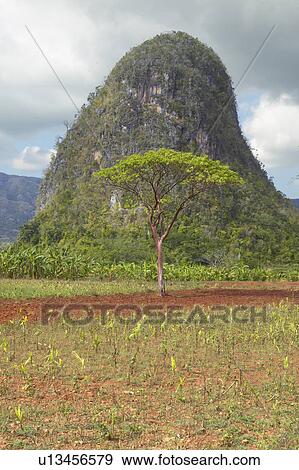The Valle de Viñales, in central Cuba View Large Photo Image Stock Photo - The Valle de Viñales, in central Cuba. Fotosearch