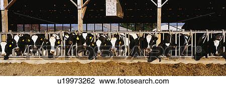 Stock Image - These are a large row of cows eating breakfast at a dairy farm. Fotosearch