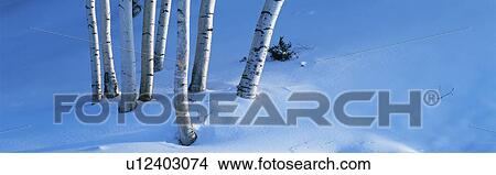 Picture - These are birch trees that appear to be growing out of the snow. Fotosearch
