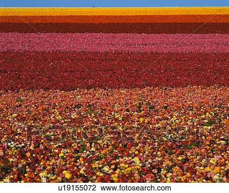 Stock Image - These are fields of ranunculus flowers. Fotosearch