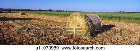 These are rounded hay bails made from freshly cut hay in the field View Large Photo Image Stock Photo - These are rounded hay bails made from freshly cut hay in the field. Fotosearch