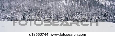 These are snow covered trees after a winter snow storm. View Large Photo Image Picture - These are snow covered trees after a winter snow storm. . Fotosearch