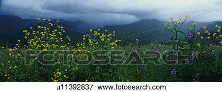 Stock Photo - These are spring wildflowers under a stormy sky.. Fotosearch