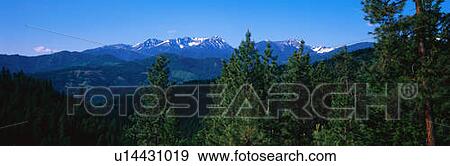 Stock Photo - These are the pine trees and snow capped mountains of the Cascades. Fotosearch