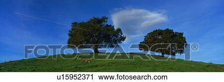 These are twin oaks trees in a green field in the spring. They are against a blue sky. View Large Photo Image Stock Image - These are twin oaks trees in a green field in the spring. They are against a blue sky.. Fotosearch