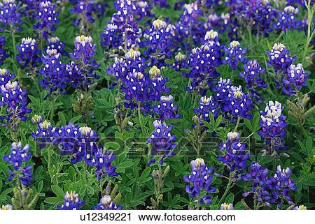 Stock Image - This is a close up of a field of Blue Bonnets. Fotosearch
