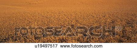 Stock Photo - This is a close up of a golden field of wheat.. Fotosearch