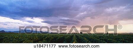 This is a cotton field with a summer rainstorm View Large Photo Image Stock Photo - This is a cotton field with a summer rainstorm. Fotosearch