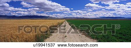 This is a dirt road dividing a wheat field and an alfalfa field. It is under a blue sky. View Large Photo Image Stock Photo - This is a dirt road dividing a wheat field and an alfalfa field. It is under a blue sky.. Fotosearch