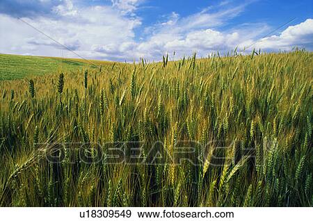 This is a golden field of wheat. View Large Photo Image Stock Photo - This is a golden field of wheat. . Fotosearch