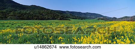 This is a spring field of mustard plants View Large Photo Image Picture - This is a spring field of mustard plants. Fotosearch