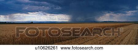 This is a summer rain storm over a wheat field View Large Photo Image Stock Image - This is a summer rain storm over a wheat field. Fotosearch