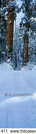 This is a winter road that leads into Sequoia National Park View Large Photo Image Stock Image - This is a winter road that leads into Sequoia National Park. Fotosearch