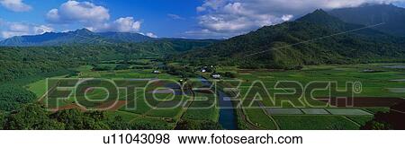 This is the Hanalei Valley Overlook. These are the fields of Toro. View Large Photo Image Stock Photo - This is the Hanalei Valley Overlook. These are the fields of Toro.. Fotosearch
