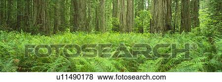 This is the Jedediah Smith Redwood State Park View Large Photo Image Stock Photo - This is the Jedediah Smith Redwood State Park. Fotosearch