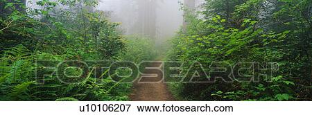 Stock Photo - This is the Lady Bird Johnson Grove of old growth redwoods which are around 2500 years old. . Fotosearch