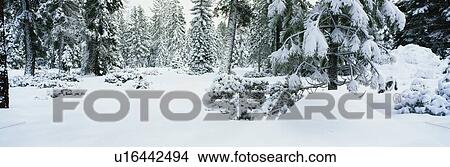 This shows trees after a winter snow storm View Large Photo Image Picture - This shows trees after a winter snow storm. Fotosearch