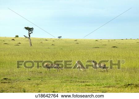 Three Cheetahs stalking through high grasslands View Large Photo Image Picture - Three Cheetahs stalking through high grasslands. Fotosearch