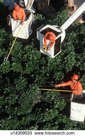 Stock Image - Three tree trimmers in cherry pickers. Fotosearch