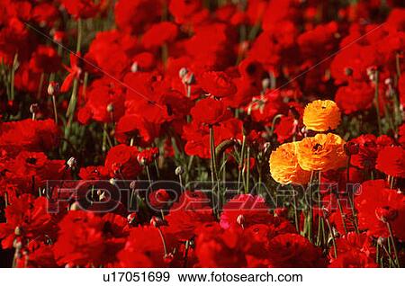 Three yellow Ranunculus among red flowers View Large Photo Image Stock Photo - Three yellow Ranunculus among red flowers. Fotosearch