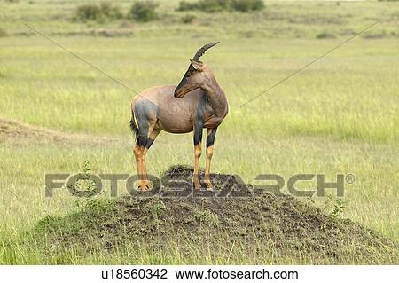 Topi on mound in grasslands View Large Photo Image Stock Image - Topi on mound in grasslands. Fotosearch