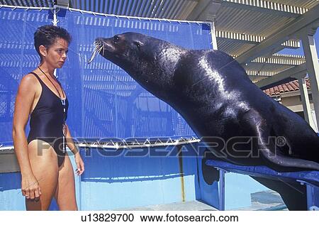 Trainer and Sea Lion, Magic Mountain, Los Angeles, CA View Large Photo Image Stock Image - Trainer and Sea Lion, Magic Mountain, Los Angeles, CA. Fotosearch