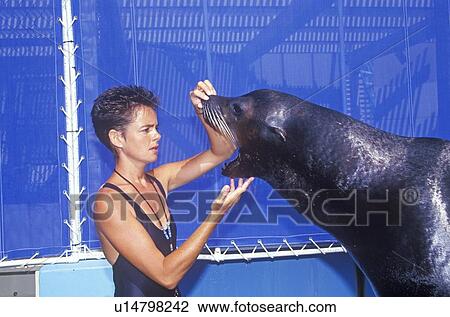 Trainer and Sea Lion, Magic Mountain, Los Angeles, CA View Large Photo Image Stock Image - Trainer and Sea Lion, Magic Mountain, Los Angeles, CA. Fotosearch