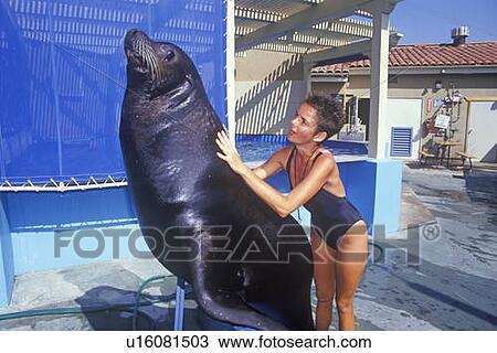 Stock Image - Trainer and Sea Lion, Magic Mountain, Los Angeles, CA. Fotosearch