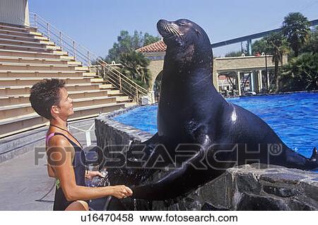 Stock Photo - Trainer and Sea Lion, Magic Mountain, Los Angeles, CA. Fotosearch