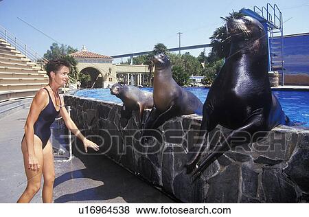 Trainer and Sea Lion, Magic Mountain, Los Angeles, CA View Large Photo Image Stock Photo - Trainer and Sea Lion, Magic Mountain, Los Angeles, CA. Fotosearch