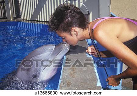 Stock Image - Training dolphin, Magic Mountain, CA. Fotosearch