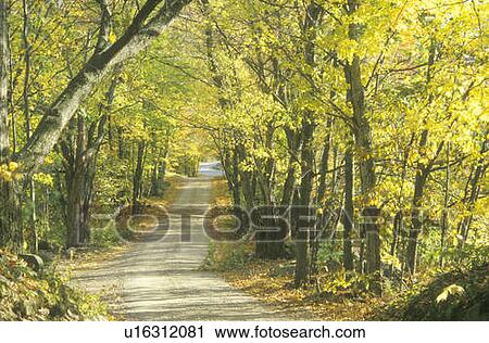 Stock Image - Tree covered road in the woods. Fotosearch