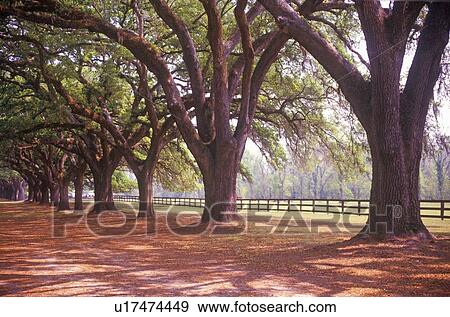 Stock Photo - Tree lined road. Fotosearch