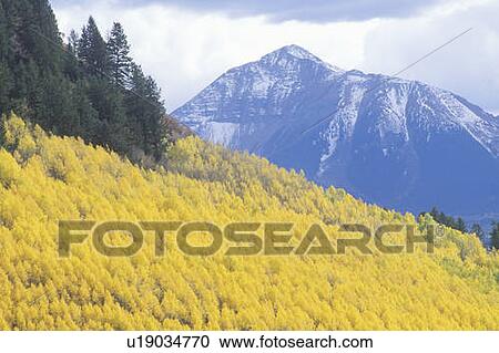 Stock Image - Trees in Autumn, Aspen, Colorado. Fotosearch