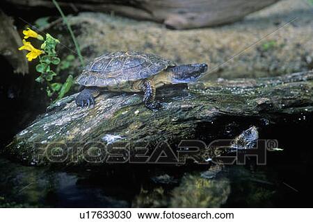 Turtle View Large Photo Image Stock Image - Turtle. Fotosearch