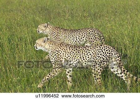 Stock Image - Two Cheetahs stalking through high grasslands. Fotosearch