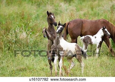 Two colts frolicking View Large Photo Image Stock Image - Two colts frolicking. Fotosearch