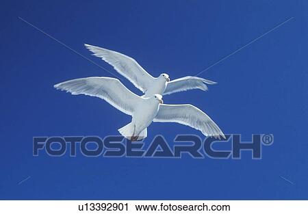 Two seagulls flying in tandem in bright blue sky View Large Photo Image Stock Image - Two seagulls flying in tandem in bright blue sky. Fotosearch
