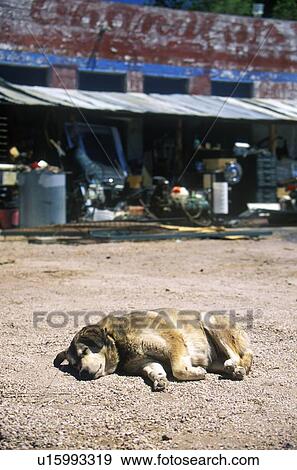 Stock Photo - Watch dog sleeping in dirt outside Junk Store. Fotosearch