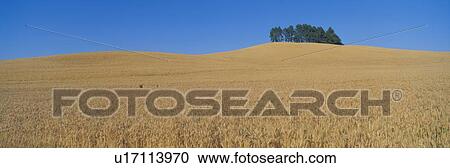 Stock Image - Wheat Fields. Fotosearch