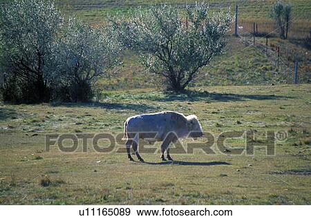 White Bison View Large Photo Image Stock Photo - White Bison. Fotosearch