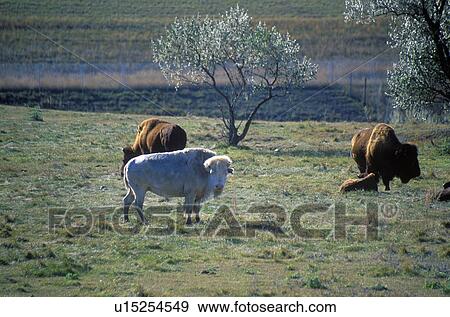 White Bison View Large Photo Image Stock Photo - White Bison. Fotosearch