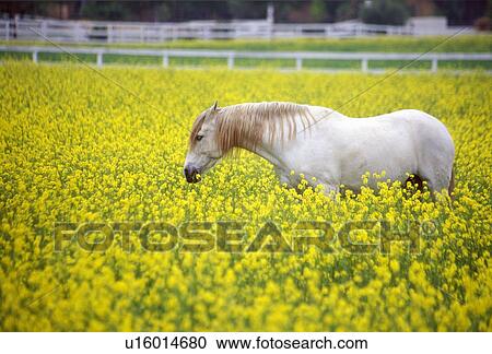 Stock Image - White horse in mustard field. Fotosearch