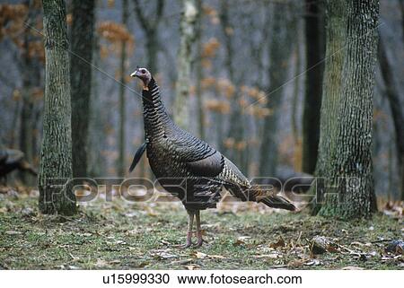 Wild Turkey Hen View Large Photo Image Stock Image - Wild Turkey Hen. Fotosearch