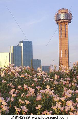 Stock Photo - Wildflowers and Dallas Skyline. Fotosearch