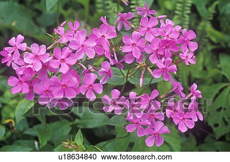 Wildflowers in bloom View Large Photo Image Stock Image - Wildflowers in bloom. Fotosearch