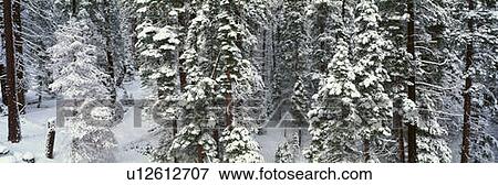 Stock Photo - Winter Snowstorm. Fotosearch