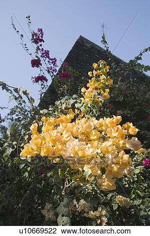 Stock Image - Bougainvillea flowers in front of a wall. Fotosearch