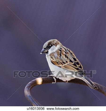 Close-up of a bird perching on an iron bar View Large Photo Image Stock Photograph - Close-up of a bird perching on an iron bar. Fotosearch